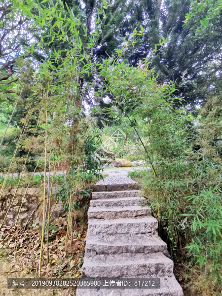 竹林臺階