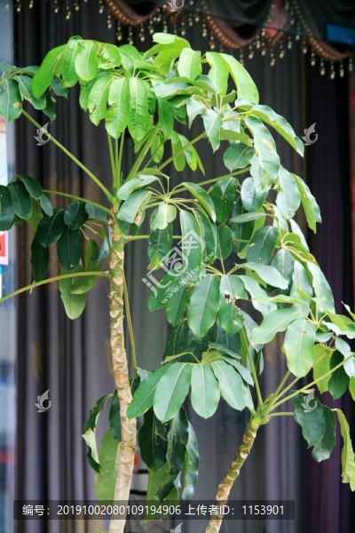 搖錢樹