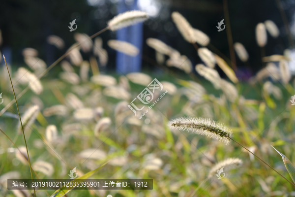 野草