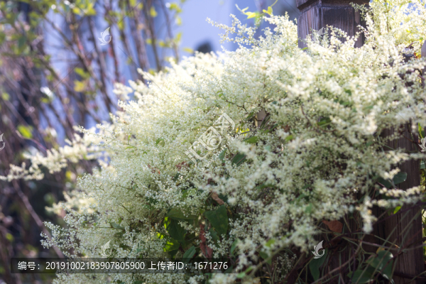 何首烏花