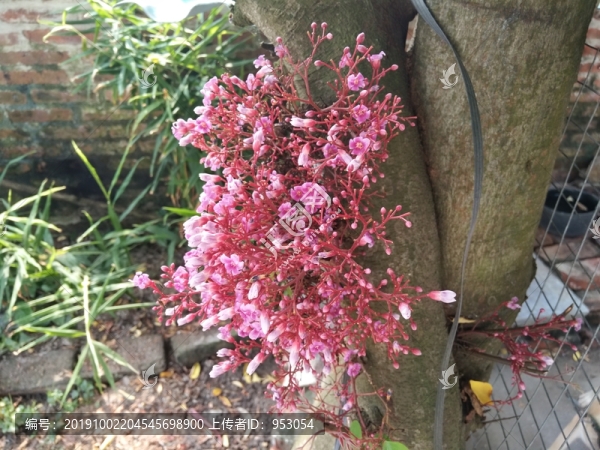 楊桃花