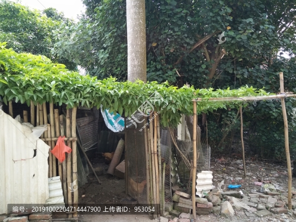 花卉