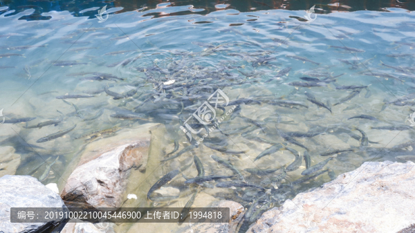 二郎劍景區(qū)魚兒