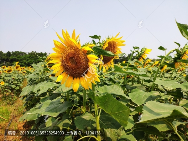 葵花
