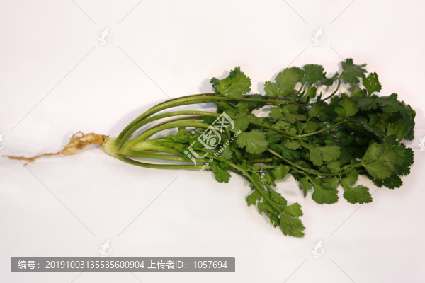 香菜