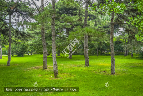 樹林草地高清大圖