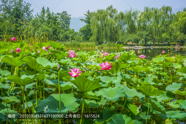 蓮花高清大圖