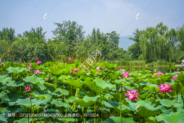 蓮花高清大圖