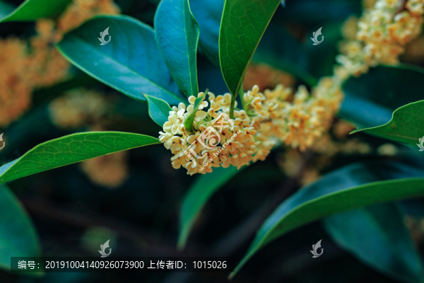 中秋桂花