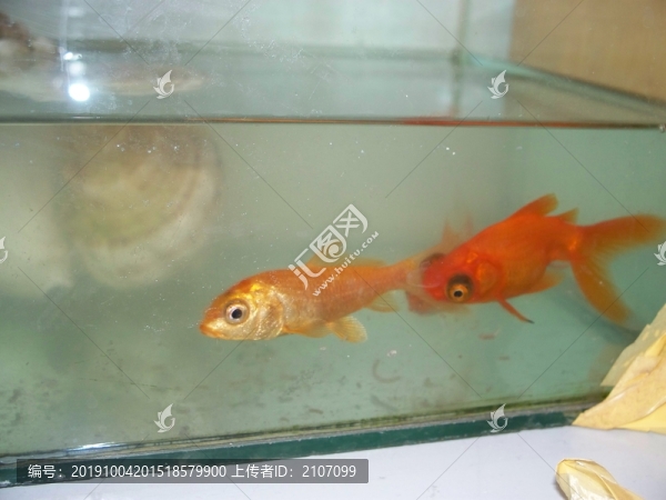 小金魚