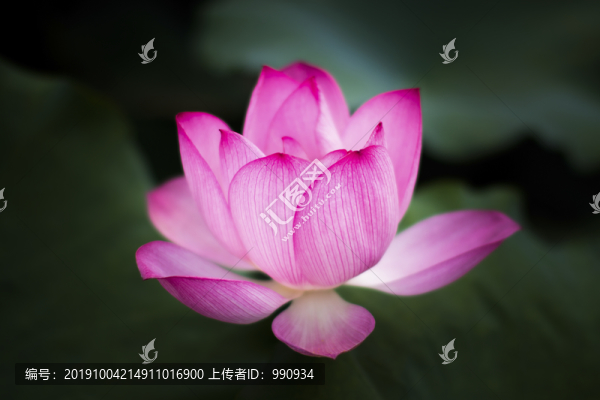 美麗的荷花