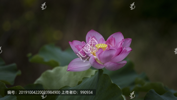 綻放