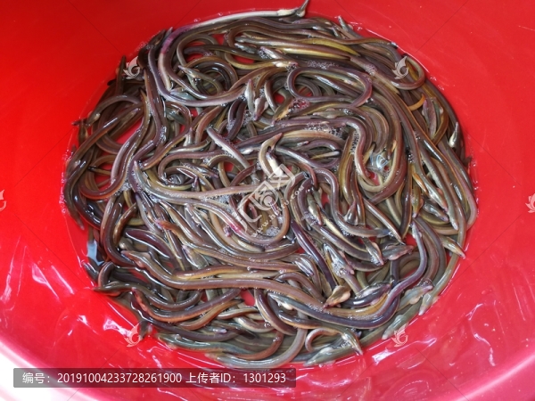 血鱔魚