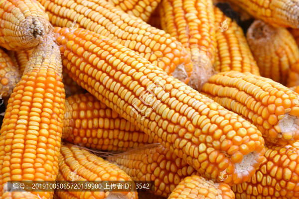 玉米