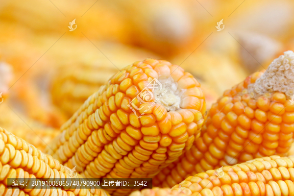 玉米