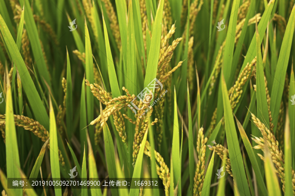 水稻