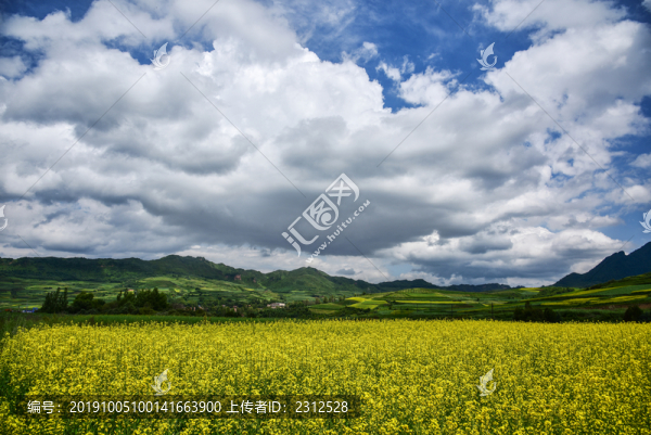 藍(lán)天下的油菜花