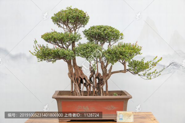 盆景