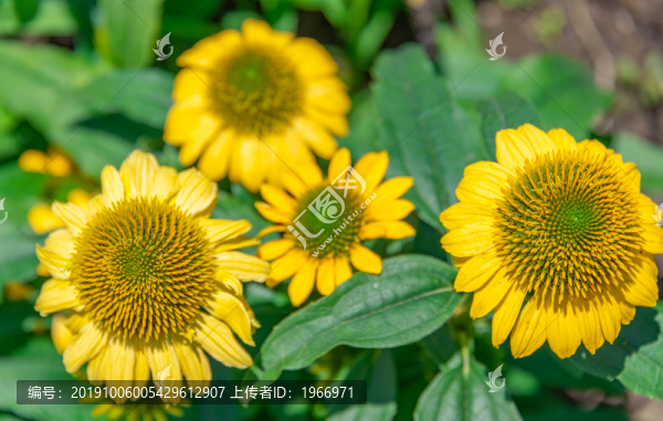 黃色小菊花