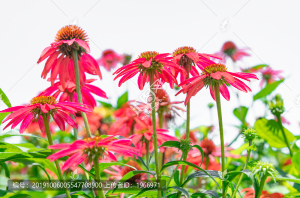 紫紅色的小菊花