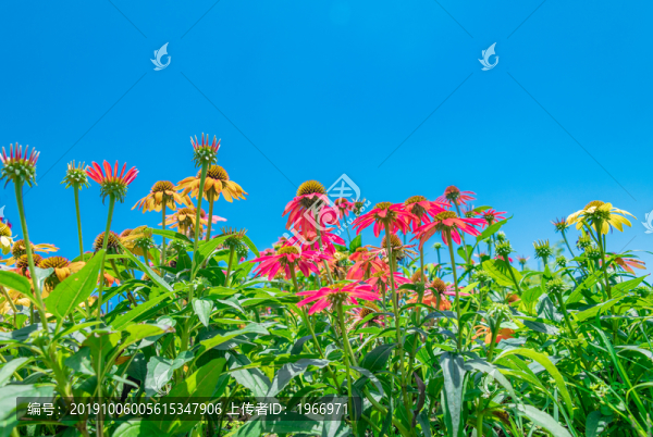紫紅色的小菊花