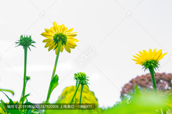 黃色小菊花