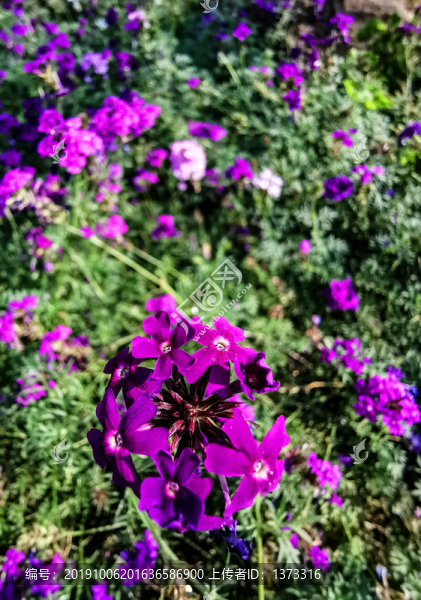 花卉