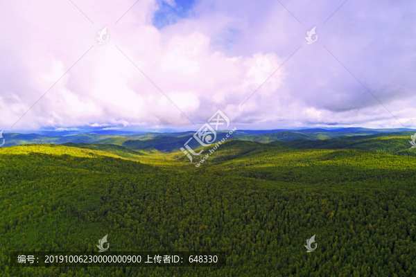森林景觀