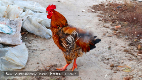 散養(yǎng)土雞