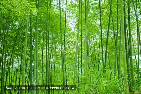 竹林