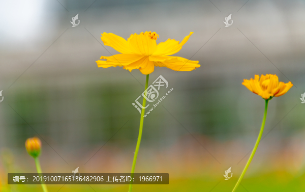 黃色小菊花特寫(xiě)