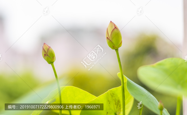 小荷花花苞