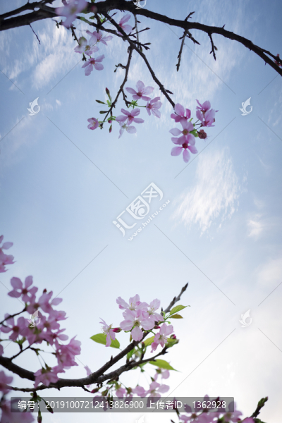 美麗櫻花