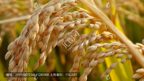稻穗高清攝影