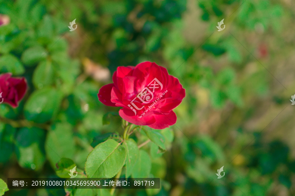 薔薇