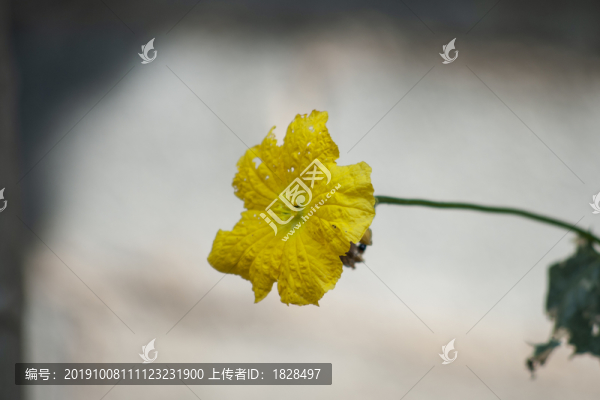 絲瓜花蕊