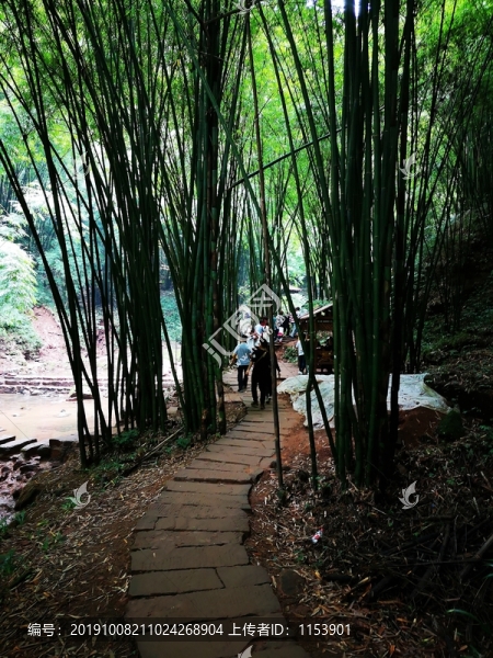 竹海小路