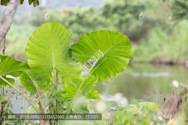 芋