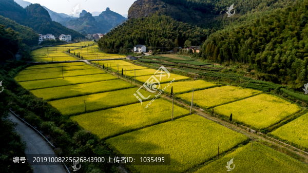 金黃的稻田