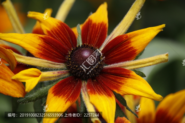 黑心金光菊