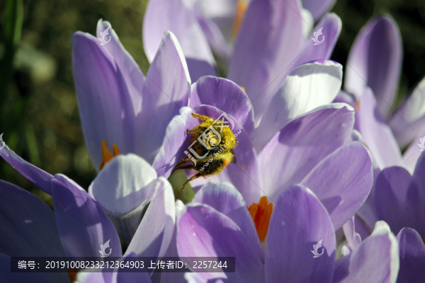 小花