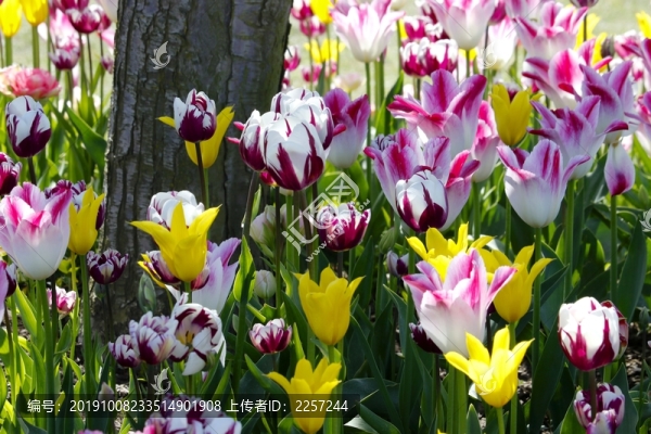 郁金香