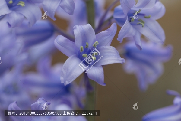 聚花風鈴草