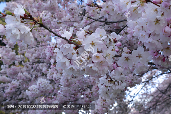 櫻花