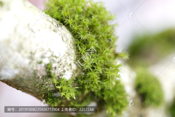 葫蘆蘚