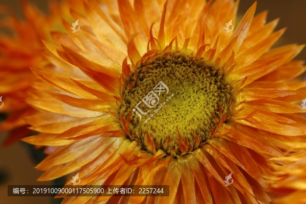 蠟菊