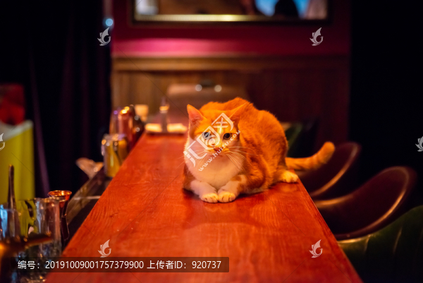 橘貓