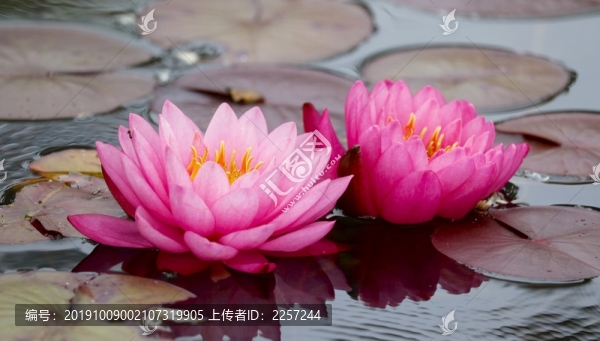 睡蓮