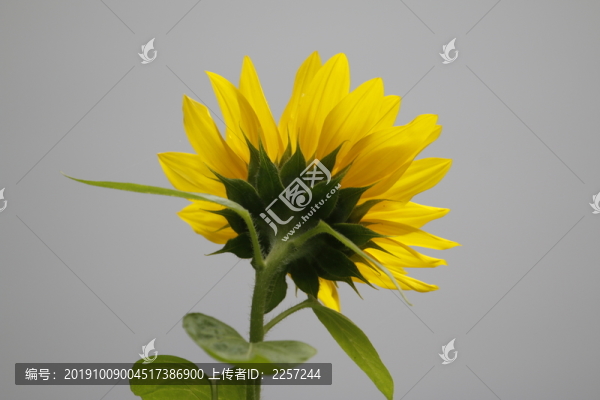 向日葵