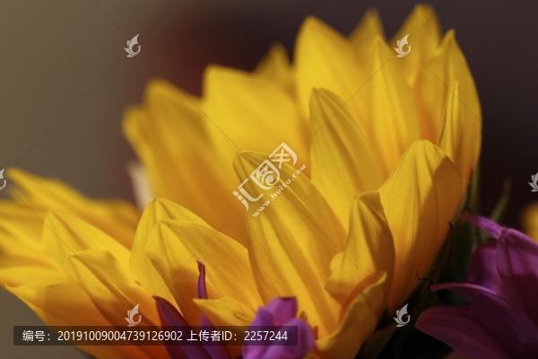 黑心金光菊